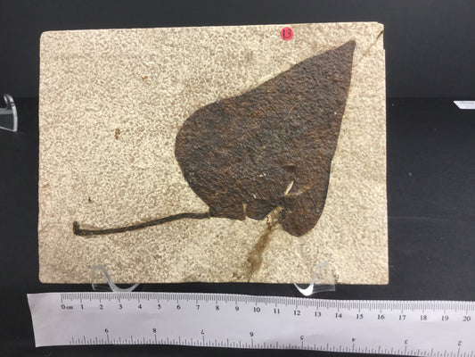 Eocene Green River Undescribed Birthwort P-GRP2-16-013