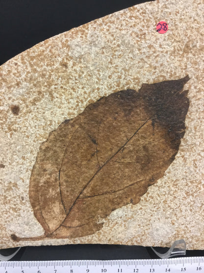 Eocene Green River Bursera P-GRP2-16-028