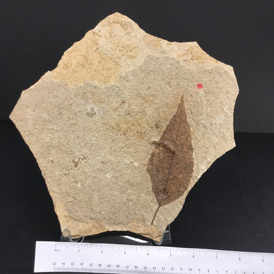 Eocene Green River Platycarya P-GRP2-17-040