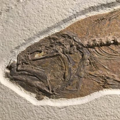 Eocene Green River Mioplosus VF-GR-16-042