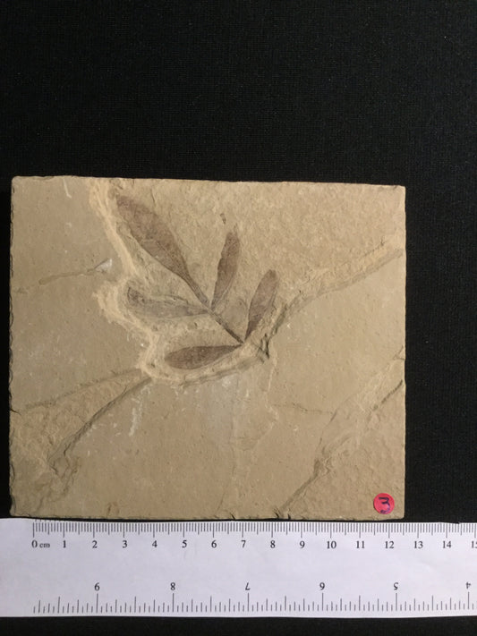 Eocene Green River Unidentified Leaf P-PCM-16-003