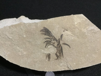 Eocene Green River Bird Feather VF-PCM-16-015