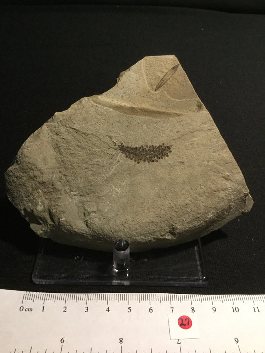 Eocene Green River Undescribed Tree Flower(?) P-PCM-16-027