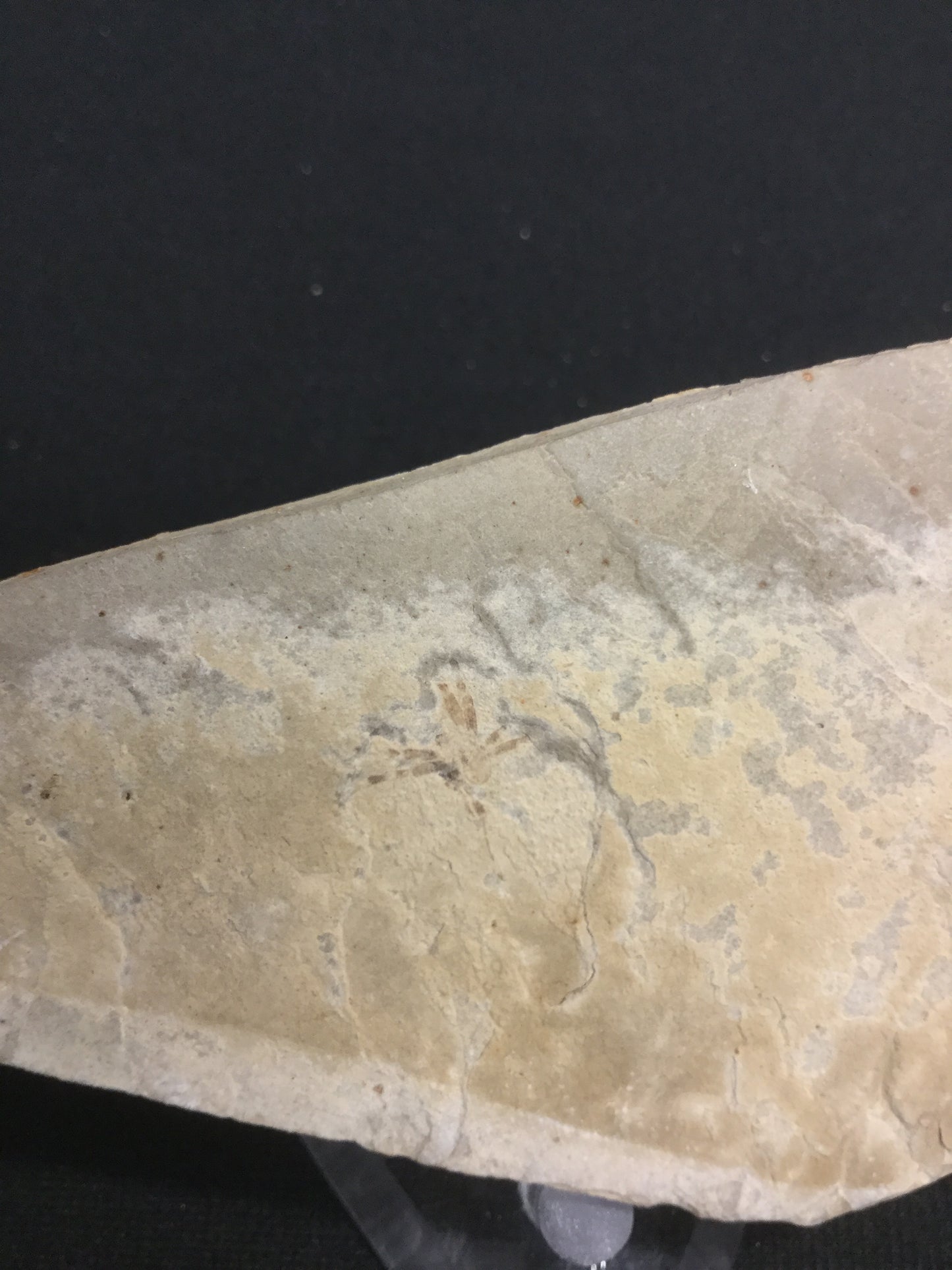 Eocene Green River Spider IF-M-PCM-16-033