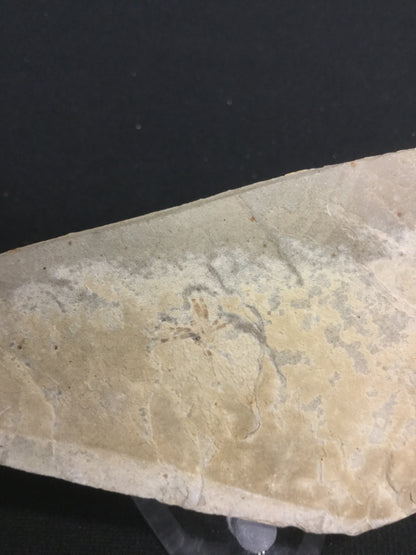 Eocene Green River Spider IF-M-PCM-16-033