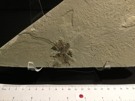 Eocene Green River Pseudosalix Flower P-PCM-16-034