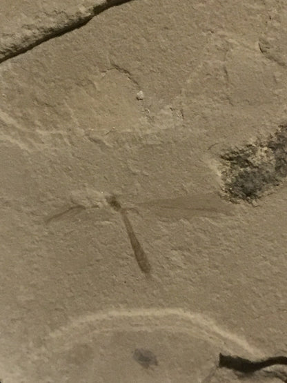 Eocene Green River Crane Fly IF-PCM-16-037