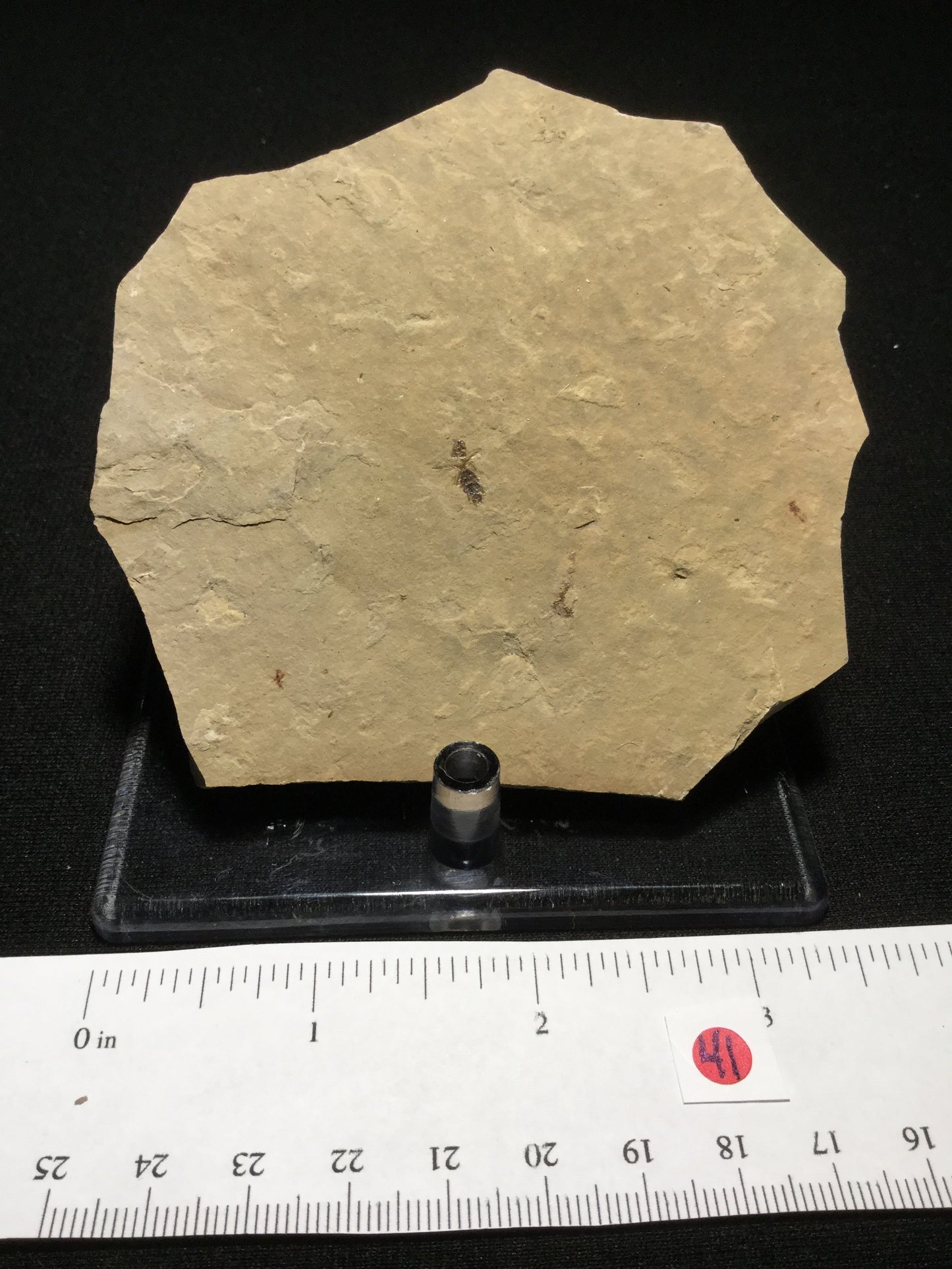 Eocene Green River Ant IF-PCM-16-041