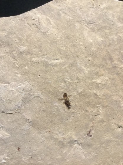 Eocene Green River Ant IF-PCM-16-041