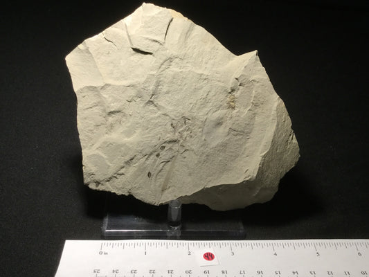 Eocene Green River Pseudosalix P-PCM-16-044