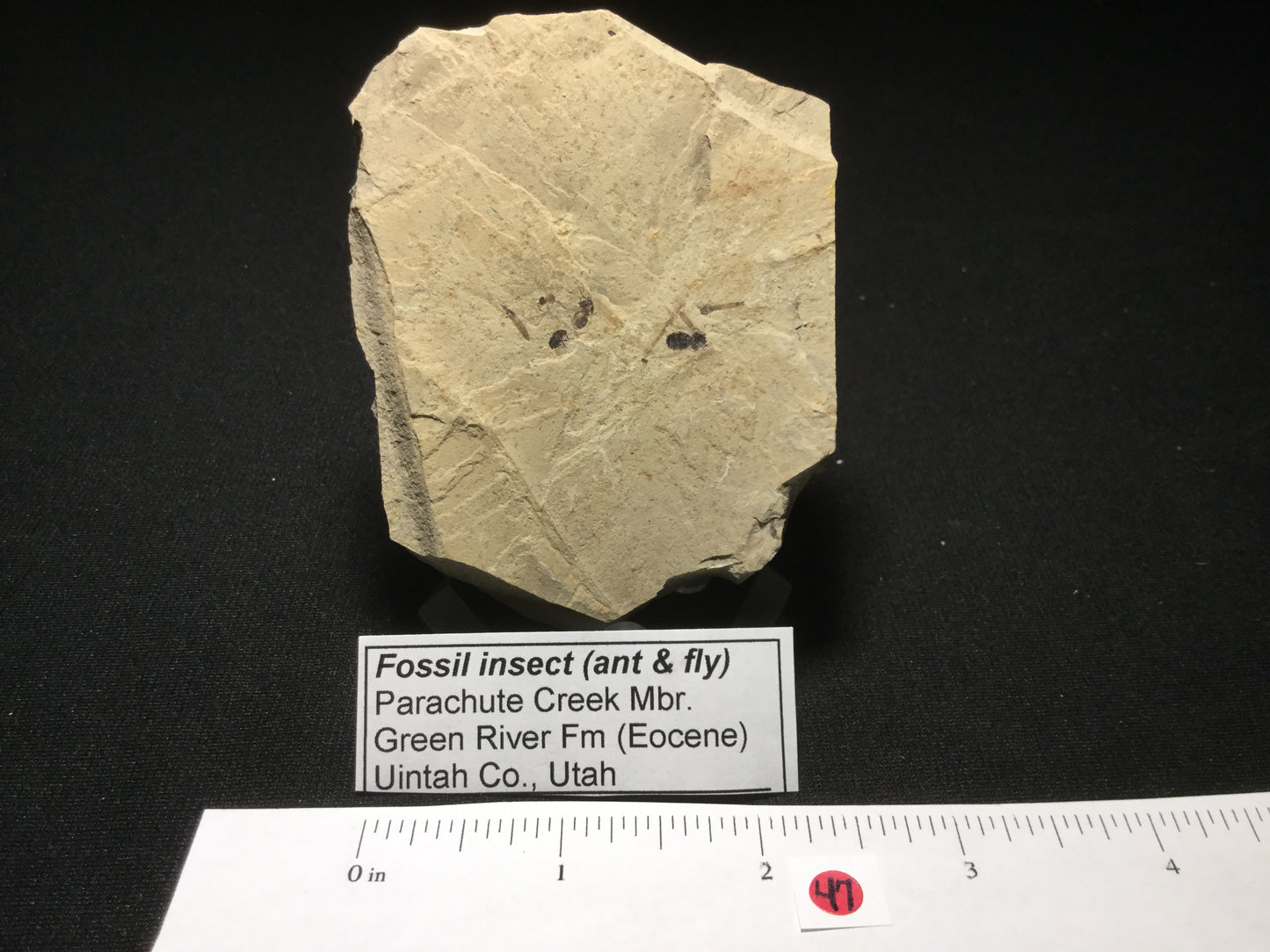 Eocene Green River Multiple Insects IF-PCM-16-047