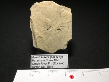 Eocene Green River Multiple Insects IF-PCM-16-047