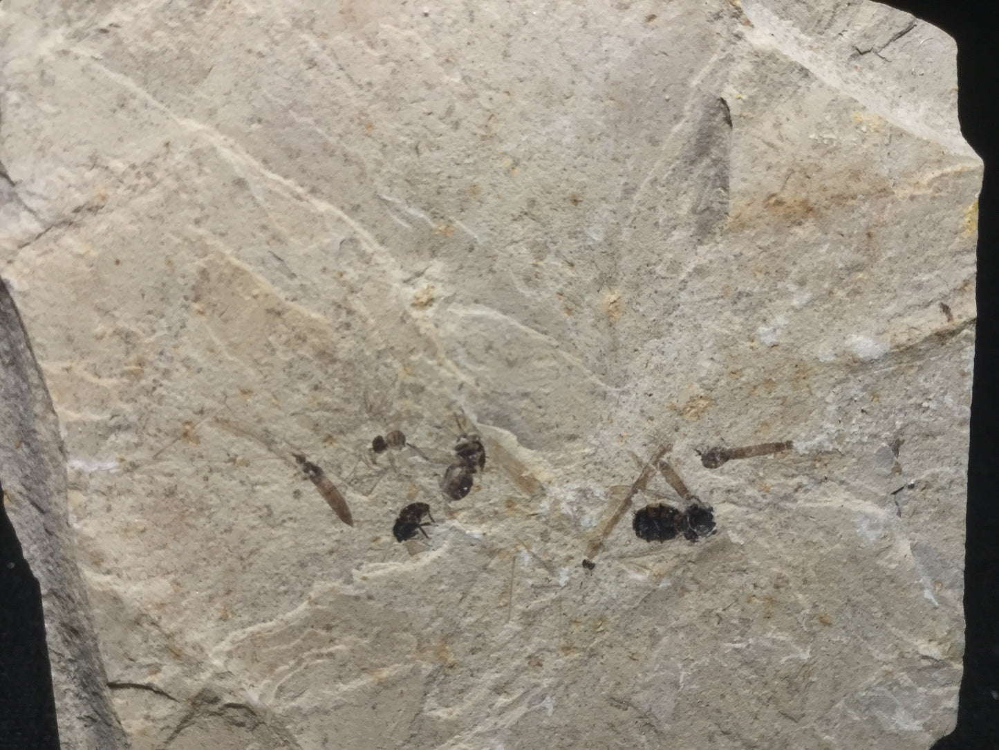 Eocene Green River Multiple Insects IF-PCM-16-047