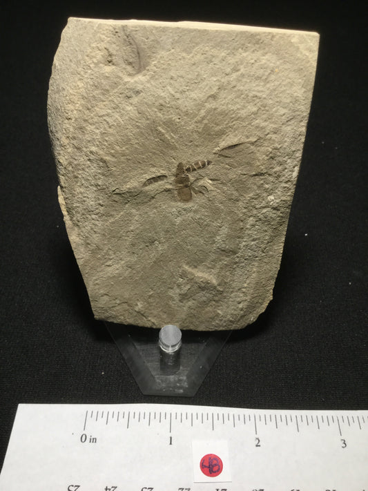 Eocene Green River Beetle IF-PCM-16-048