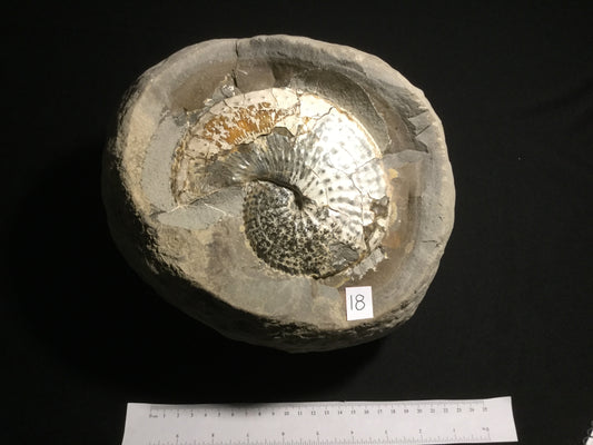 UK Ammonite Jeletzkytes IF-UKA-16-018