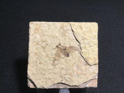 Eocene Green River Fly IF-PCM-16-061