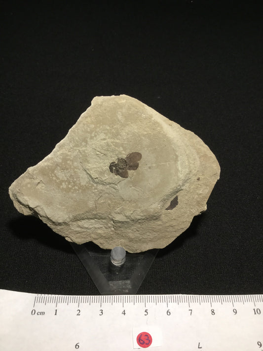 Eocene Green River Winged Fruit P-PCM-16-063