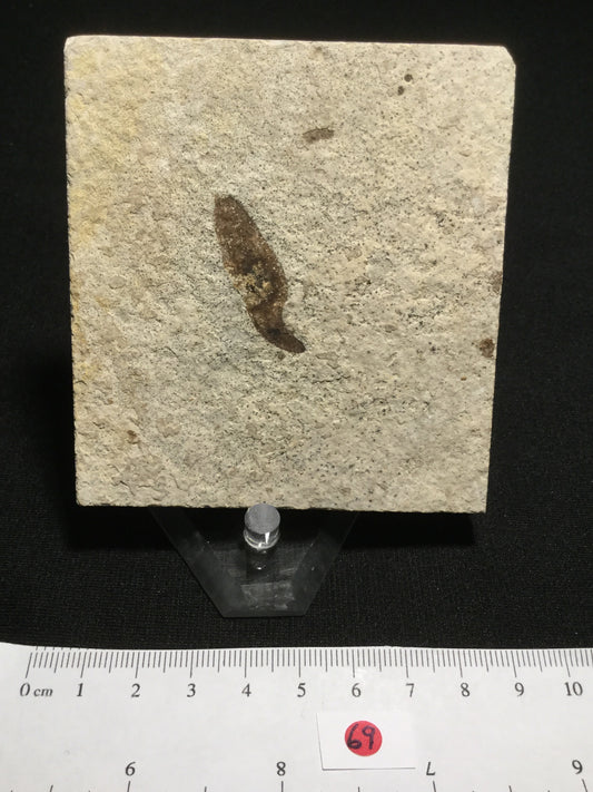 Eocene Green River Winged Seed P-PCM-16-069