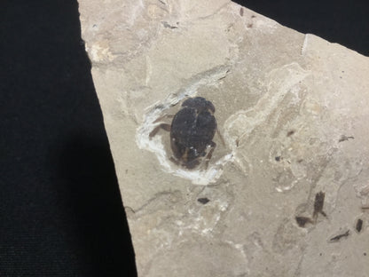 Eocene Green River Beetle IF-PCM-16-078