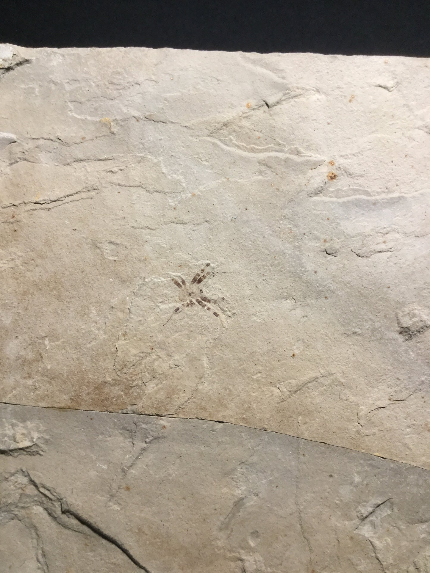 Eocene Green River Spider IF-M-PCM-16-083