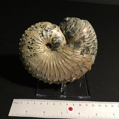 UK Ammonite Jeletzkytes IF-UKA-16-001