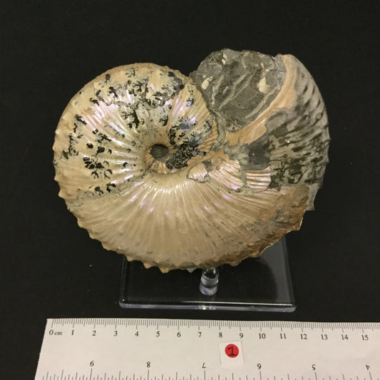 UK Ammonite Jeletzkytes IF-UKA-16-001