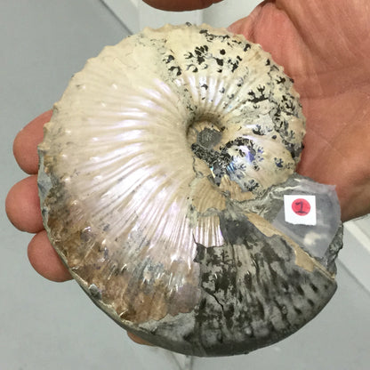 UK Ammonite Jeletzkytes IF-UKA-16-001