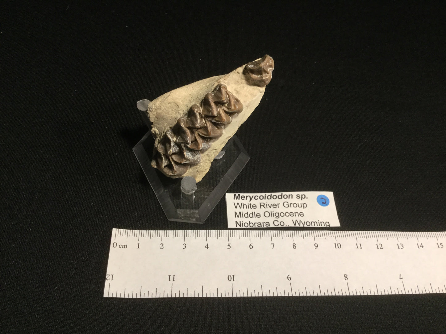 Oligocene Oreodont Merycoidodon VF-WR-17-002