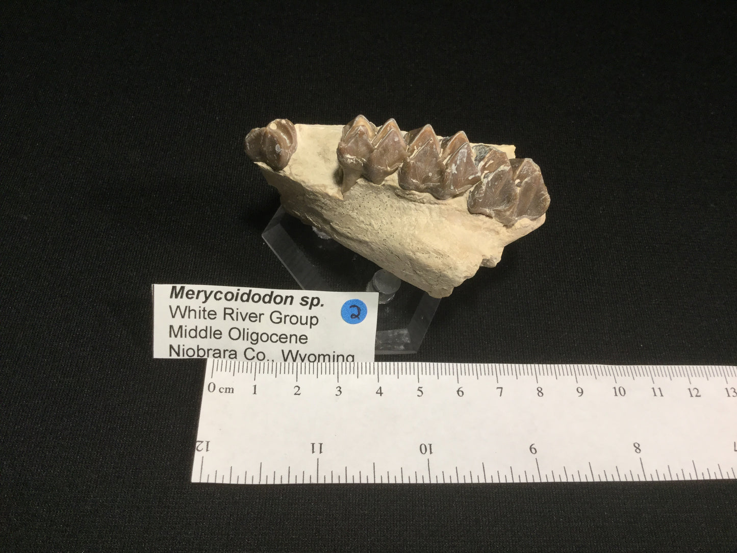 Oligocene Oreodont Merycoidodon VF-WR-17-002