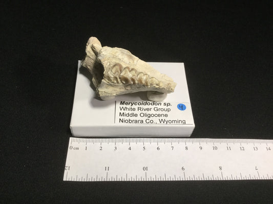 Oligocene Oreodont Merycoidodon VF-WR-17-004