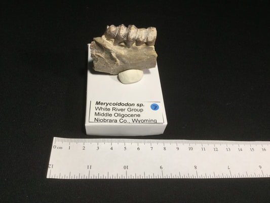 Oligocene Oreodont Merycoidodon VF-WR-17-007