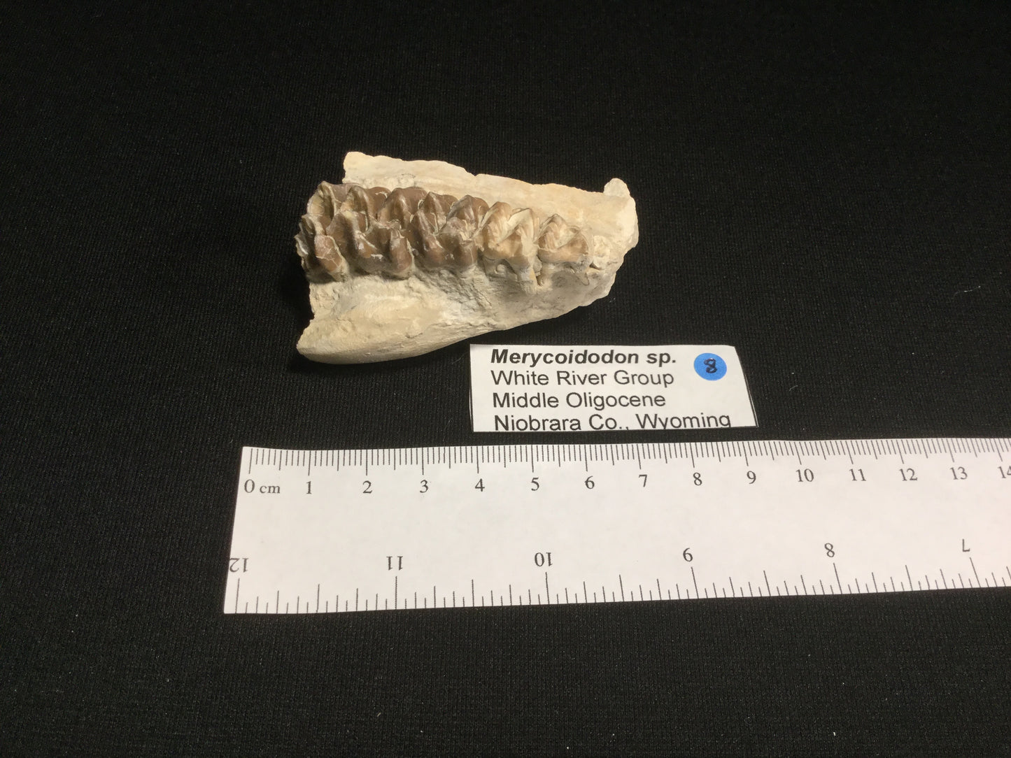 Oligocene Oreodont Merycoidodon VF-WR-17-008