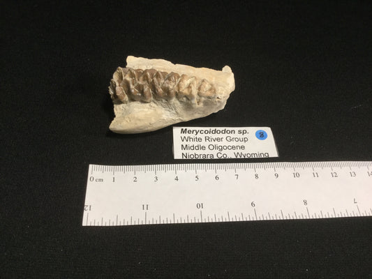 Oligocene Oreodont Merycoidodon VF-WR-17-008