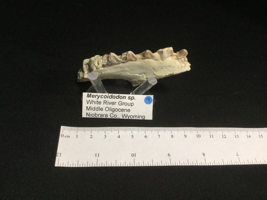 Oligocene Oreodont Merycoidodon VF-WR-17-009