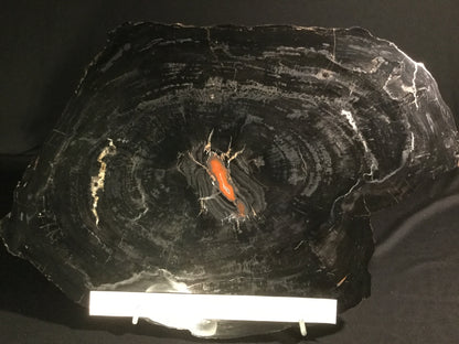 Triassic Petrified Wood P-APW-17-001