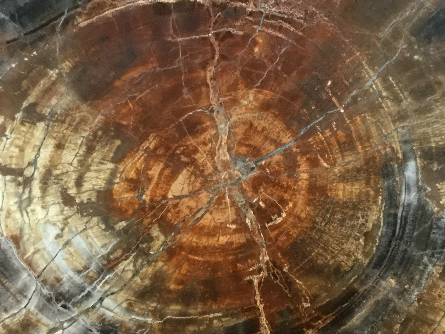 Triassic Petrified Wood P-APW-17-002