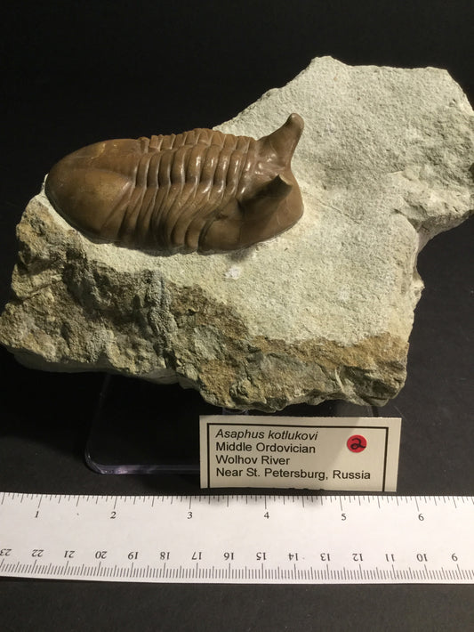 Ordovician Trilobite IF-T-16-002