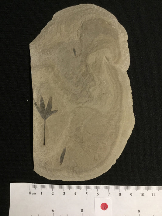 Eocene Green River Macginitiea P-PCM-16-016