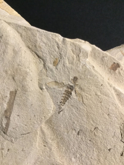 Eocene Green River Undescribed Insect IF-PCM-16-017