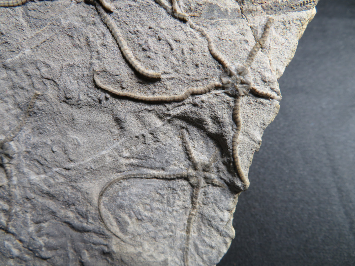 Jurassic Brittle Star IF-M-17-001