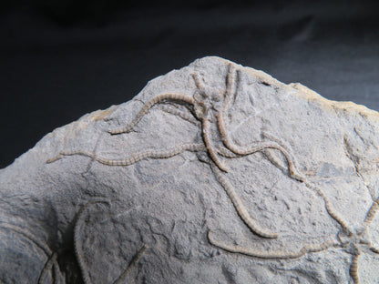 Jurassic Brittle Star IF-M-17-001