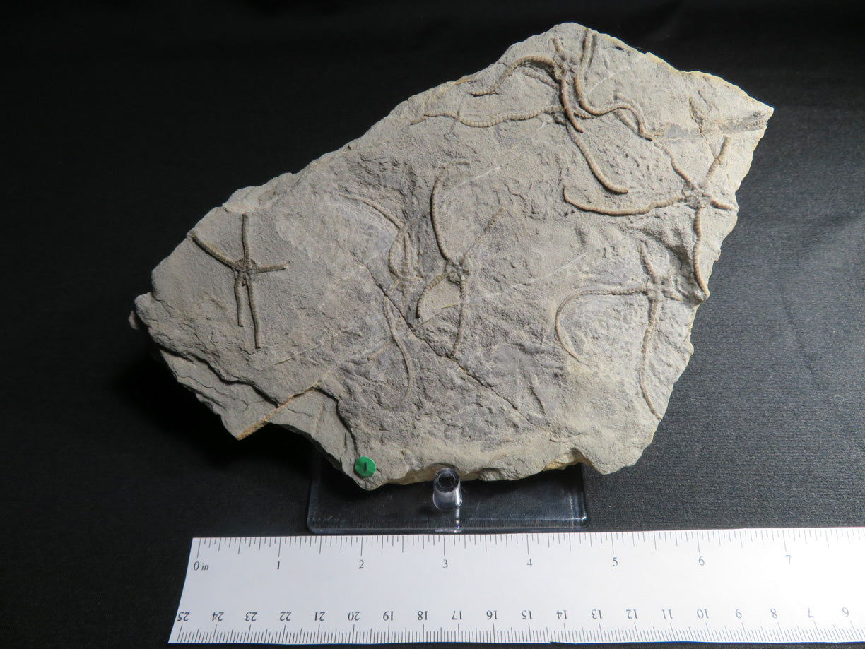 Jurassic Brittle Star IF-M-17-001