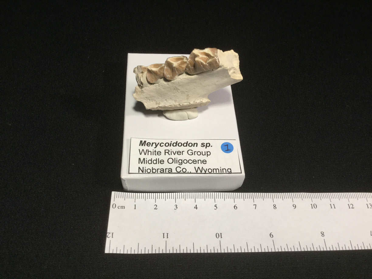 Oligocene Oreodont Merycoidodon VF-WR-17-001