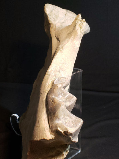 Eocene Chadron Megacerops VF-WR-19-001