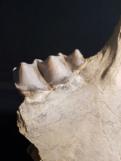 Eocene Chadron Megacerops VF-WR-19-001