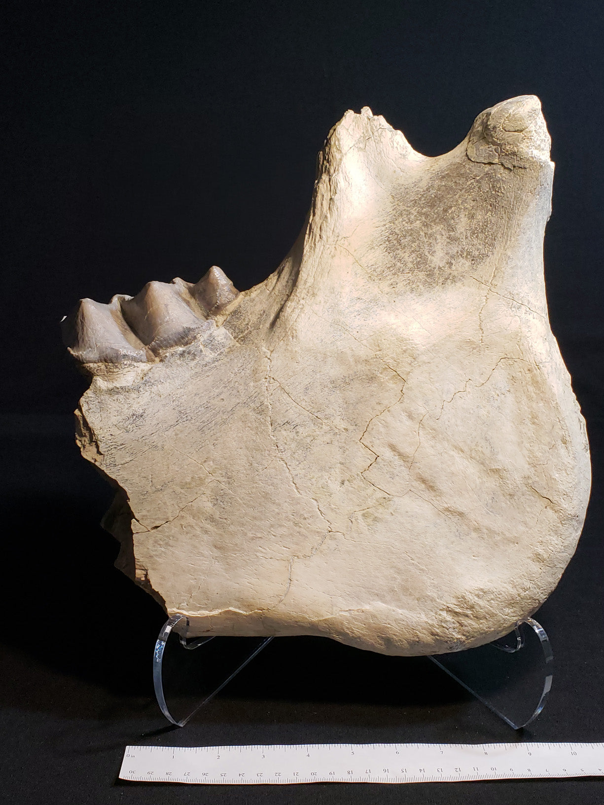 Eocene Chadron Megacerops VF-WR-19-001